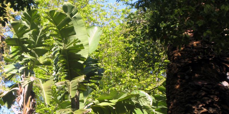 Lissabon Botanischer Garten Grune Naturoase Reisefuhrer 2020