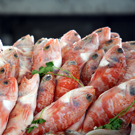 Espinho Atlantik Strand Fisch