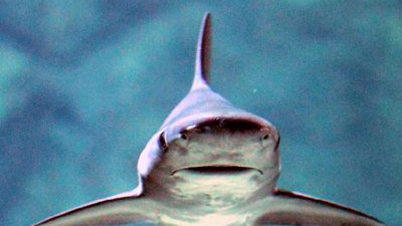 Portugal Haie Haiangriffe An Der Kuste Reisefuhrer
