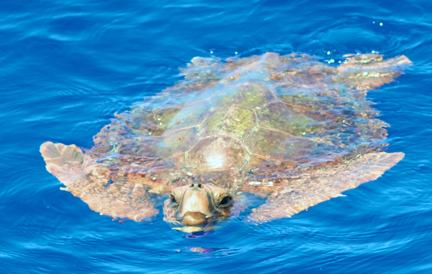 Madeira Wale Schildkröte Jahreszeit