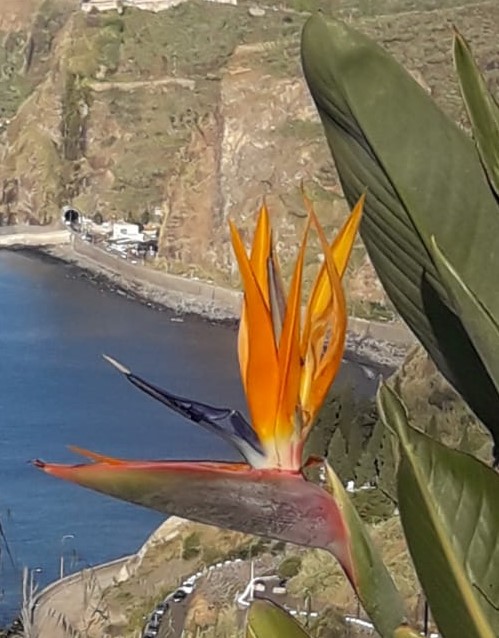 Madeira Portugal Blume Reiseführer Wahrzeicheen