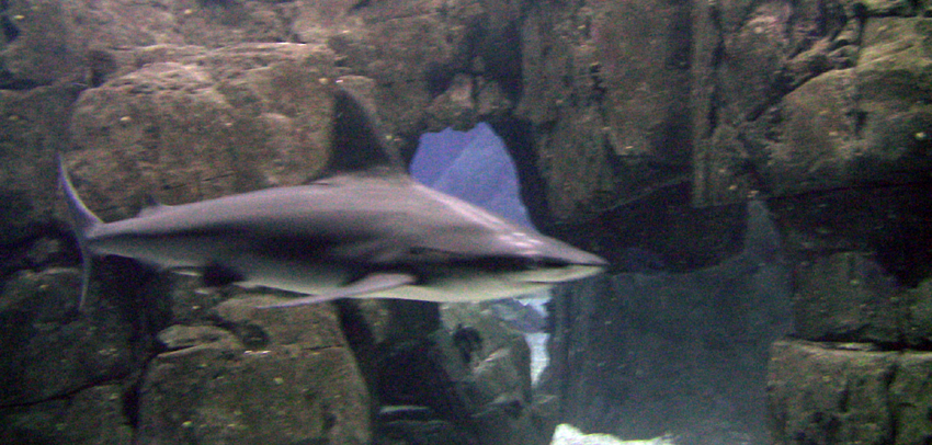 Ozeanarum Lissabon Aquarium Besuch Hai