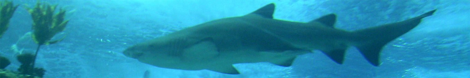 Portugal Haie Haiangriffe An Der Kuste Reisefuhrer
