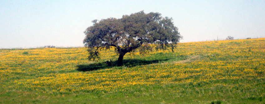 Portugal Reisezeit Frühling
