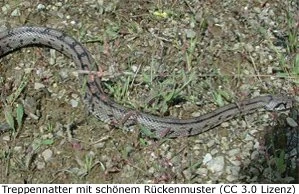 Schlange Portugal giftig