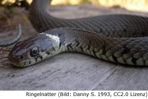 Schlange Portugal Algarve giftig