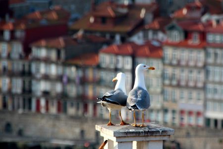 Porto entdecken sightseeing