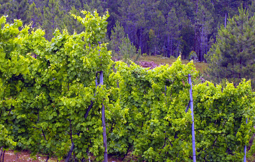 Wein Dao Portugal Vinho Verde